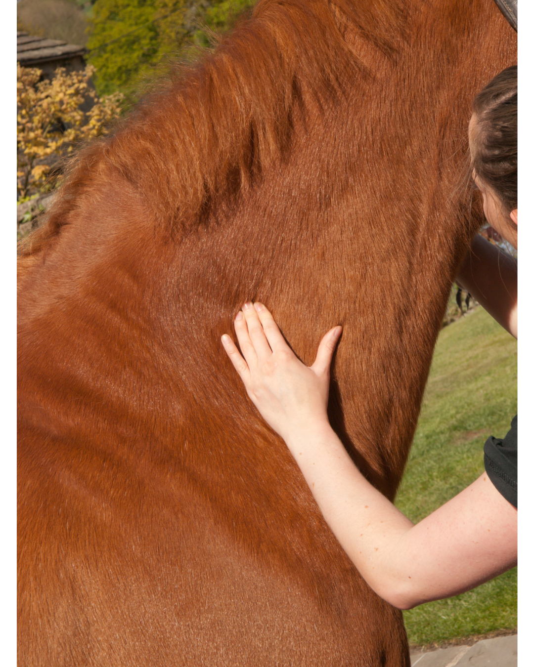 Technique de massage musculaire sur l'encolure d'un cheval