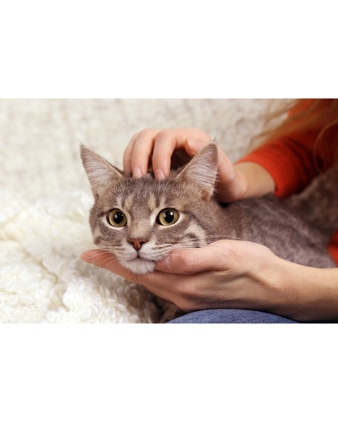 Praticienne en bien-être effectuant un massage canin