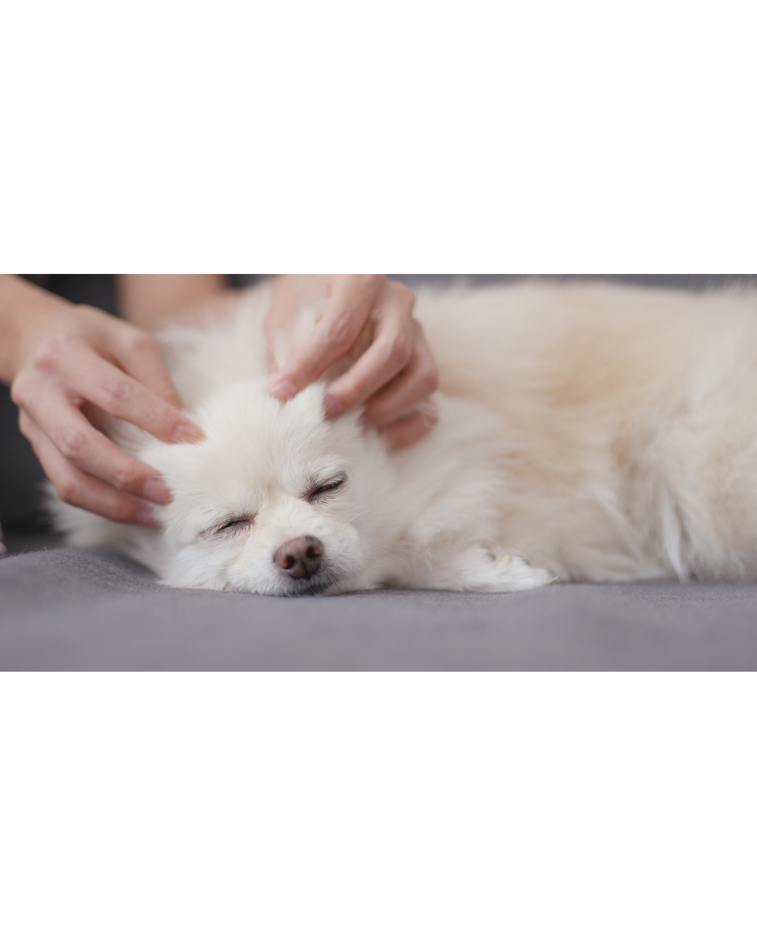 Massage canin